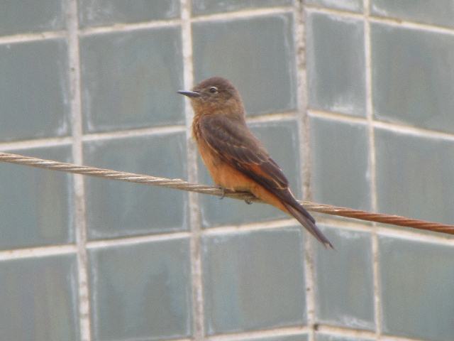 Cliff Flycatcher