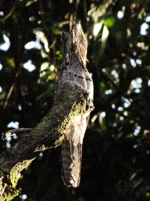 Common Potoo