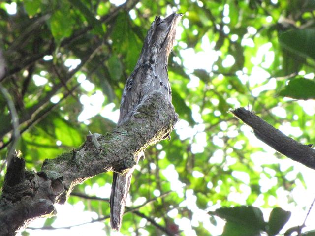 Common Potoo