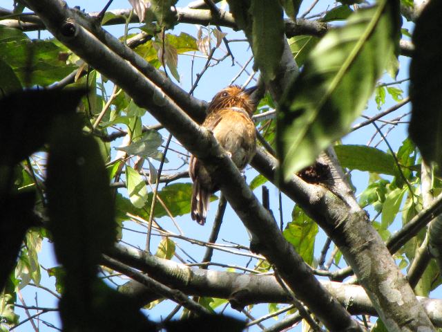 Crescent-chested Puffbird