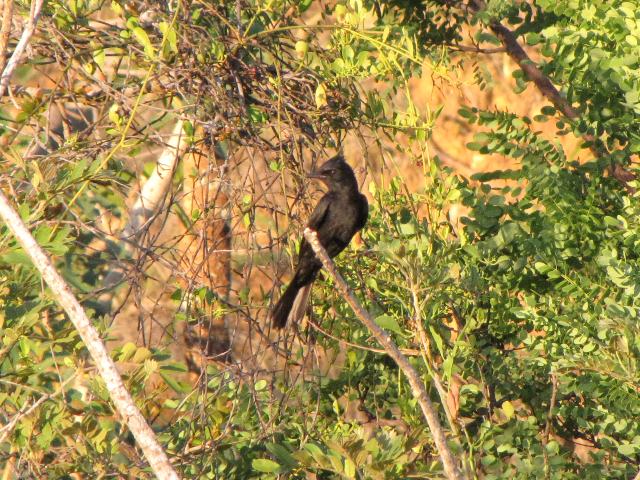 Crested Black-Tyrant