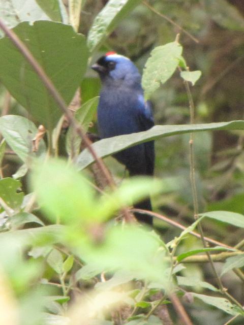 Diademed Tanager