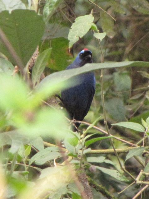 Diademed Tanager