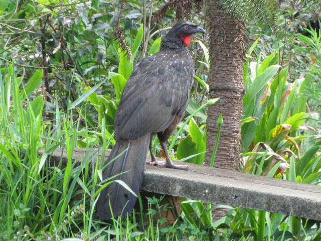 Dusky-legged Guan