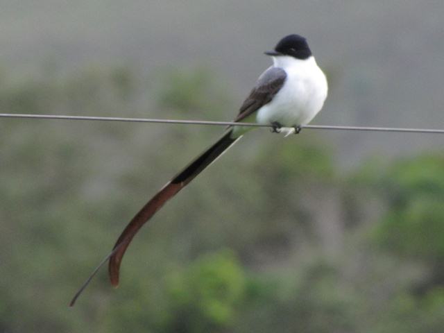 Fork-tailed Flycatcher