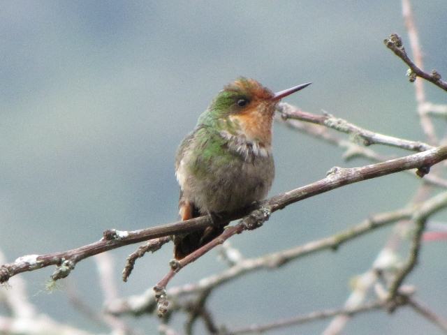 Frilled Coquette