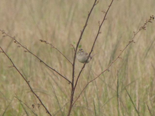 Grassland Sparrow