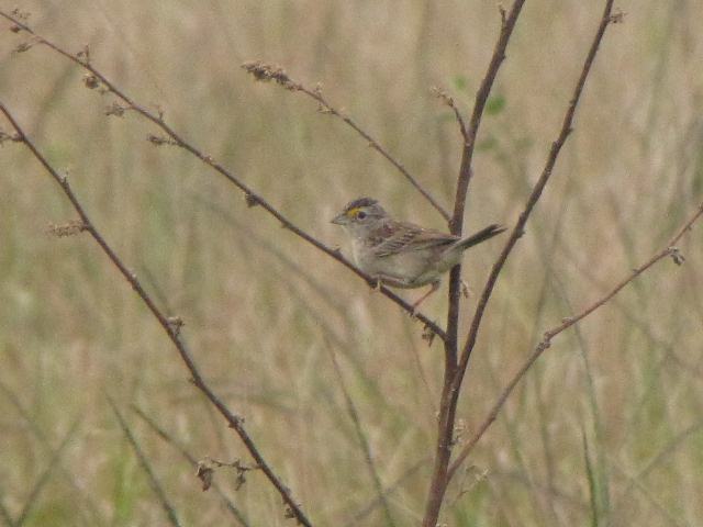 Grassland Sparrow