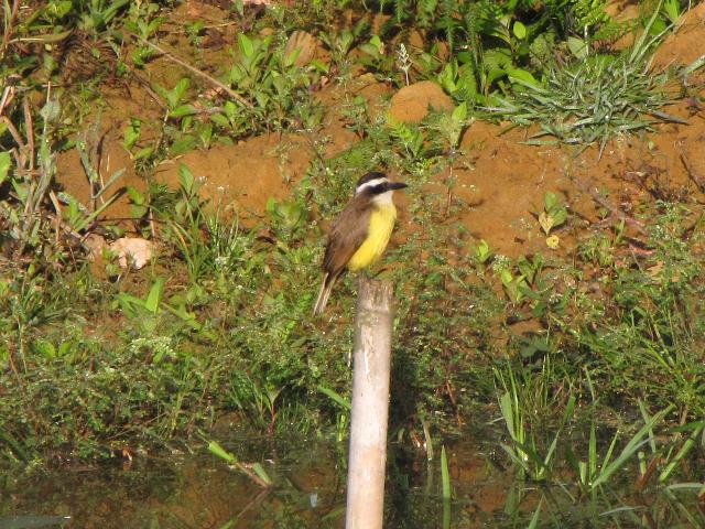 Great Kiskadee