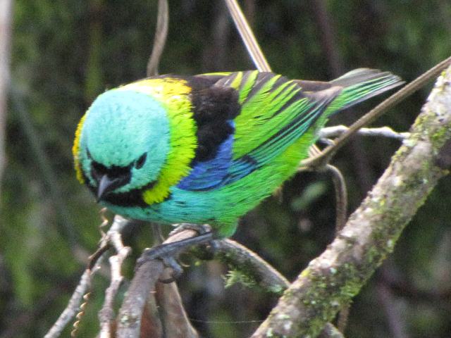 Green-headed Tanager