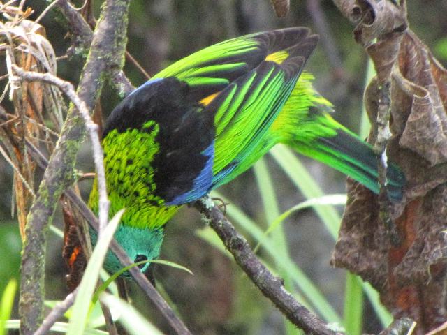 Green-headed Tanager