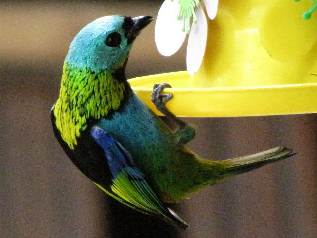 Green-headed Tanager