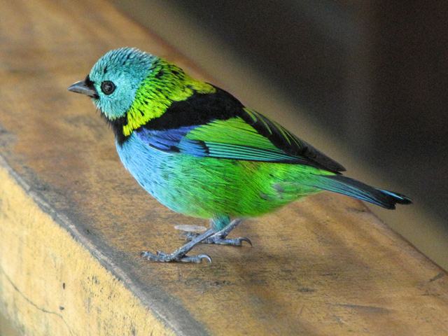 Green-headed Tanager