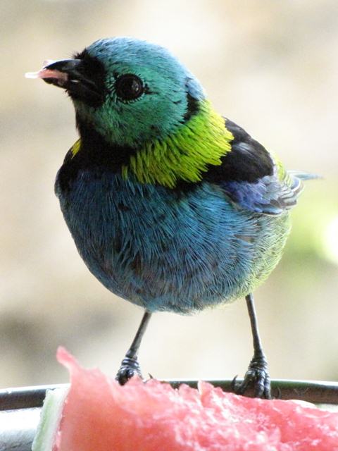 Green-headed Tanager