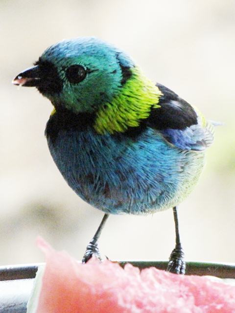 Green-headed Tanager