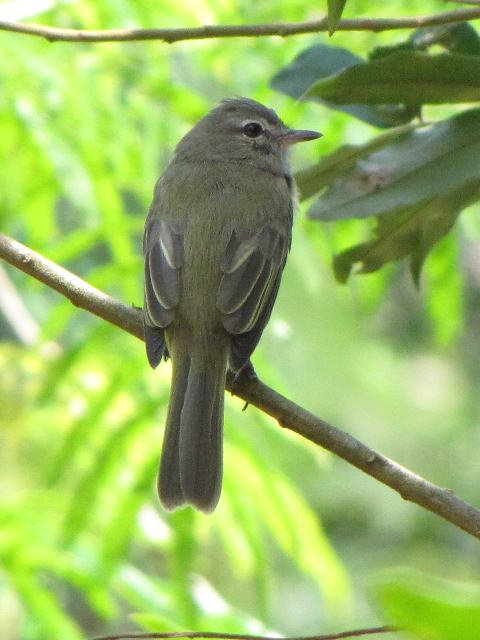 Greenish Elaenia