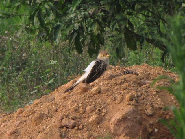 Guira Cuckoo