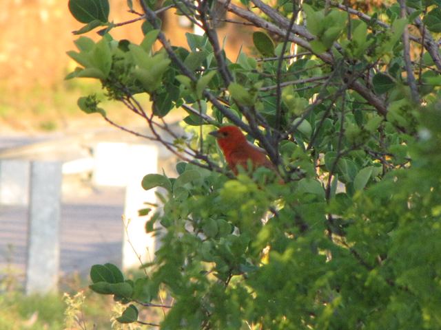 Hepatic Tanager