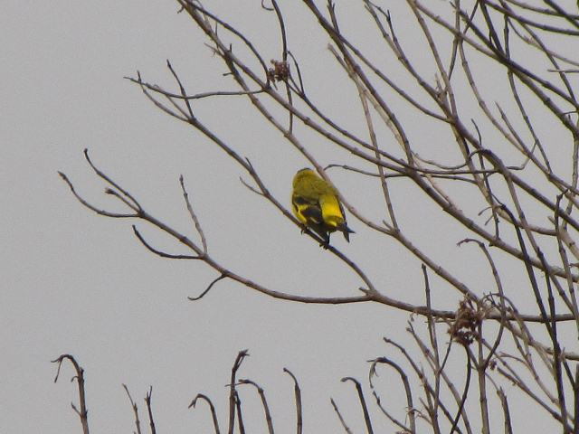 Hooded Siskin