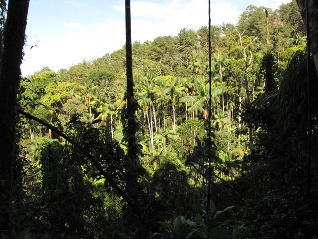 Itatiaia National Park scene