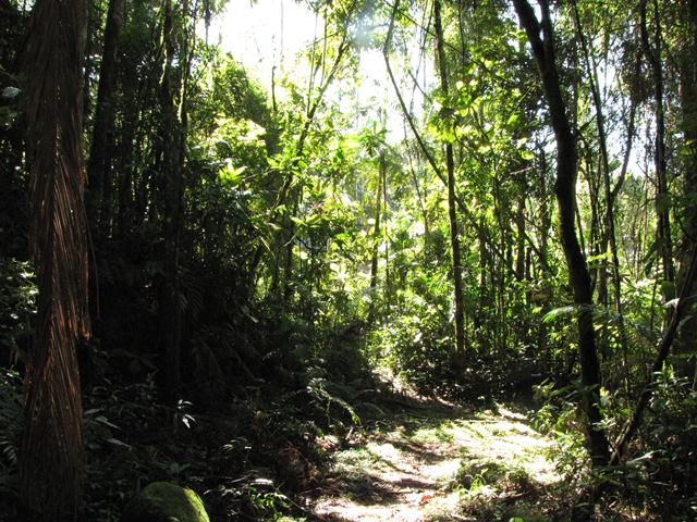 Itatiaia National Park scene