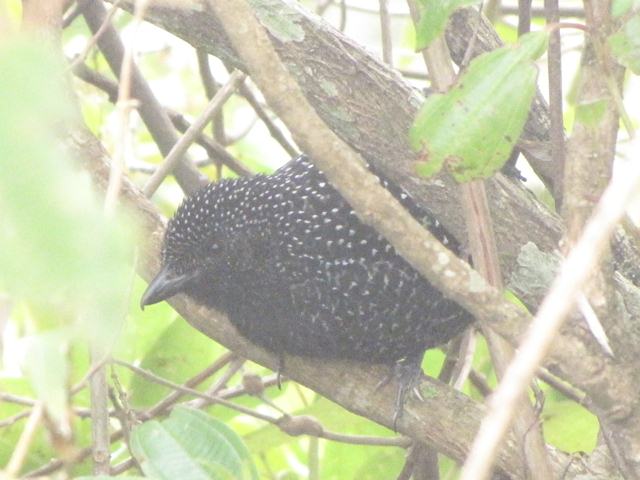 Large-tailed Antshrike