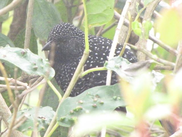 Large-tailed Antshrike