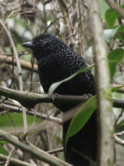 Large-tailed Antshrike