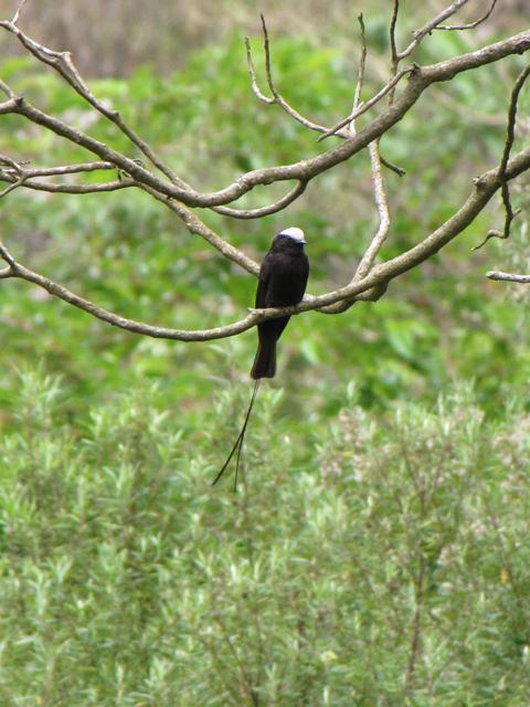 Long-tailed Tyrant