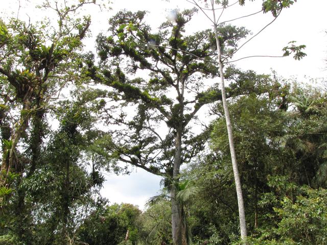Maca&eacute; do Cimo
