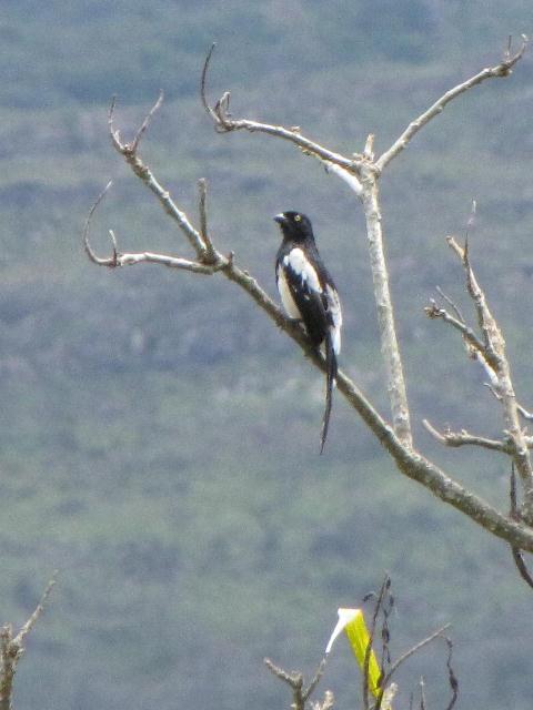 Magpie Tanager