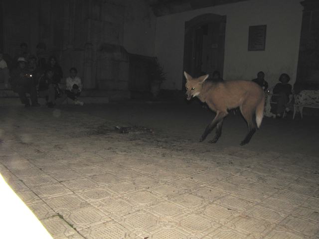 Maned Wolf