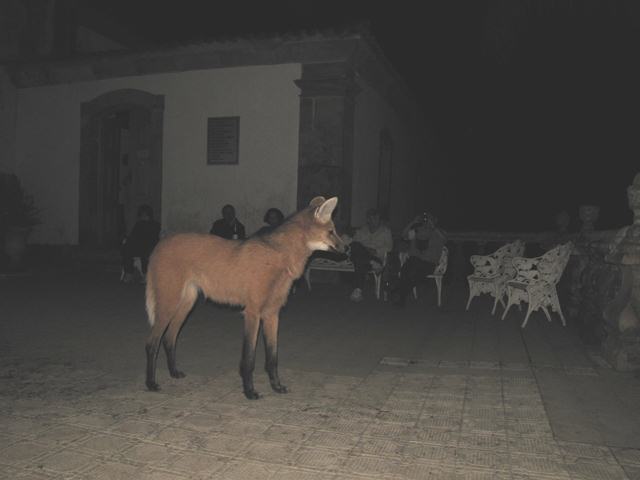 Maned Wolf