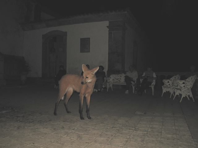 Maned Wolf