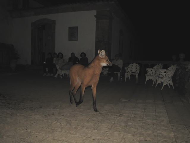 Maned Wolf