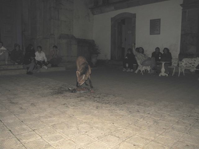 Maned Wolf