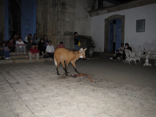 Maned Wolf