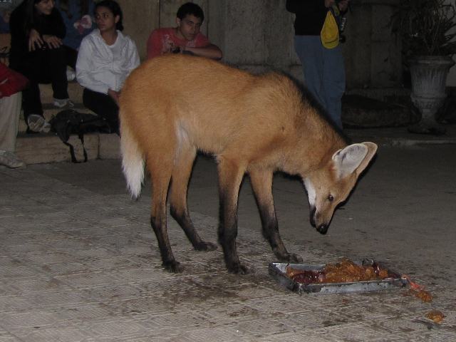 Maned Wolf