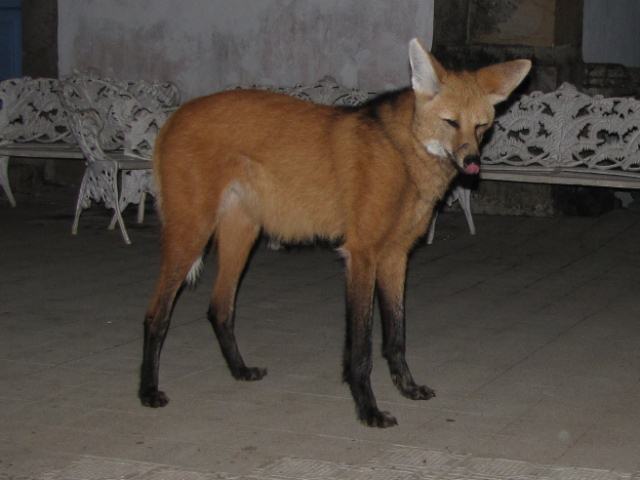Maned Wolf