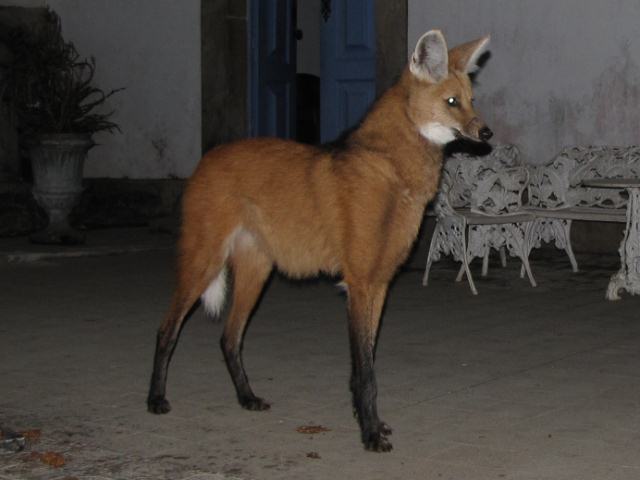 Maned Wolf