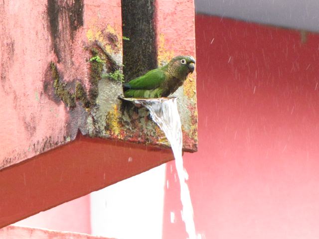 Maroon-bellied Parakeet