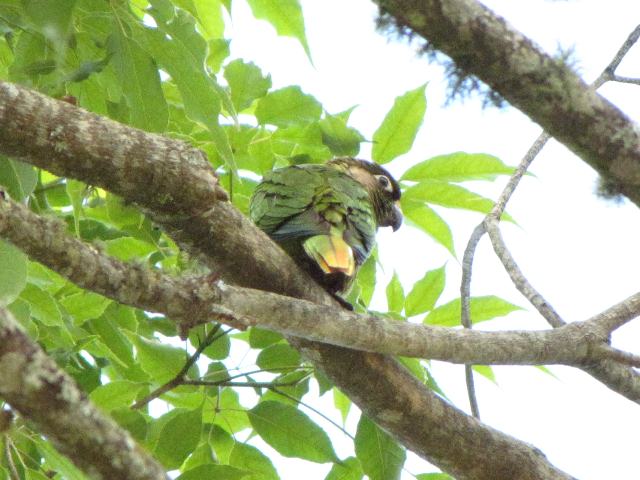 Maroon-bellied Parakeet