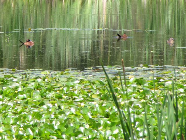 Masked Duck