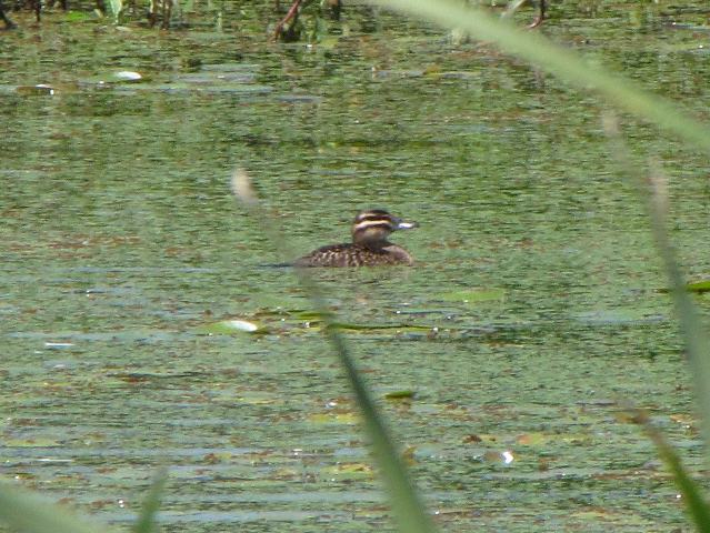 Masked Duck