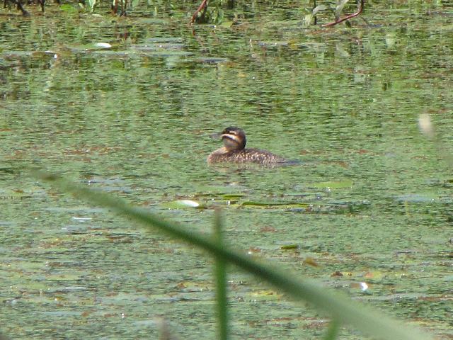 Masked Duck