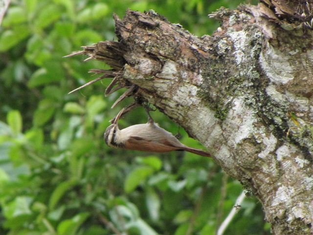 Narrow-billed Woodcreeper