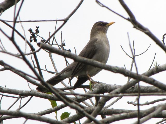 Pale-breasted Thrush