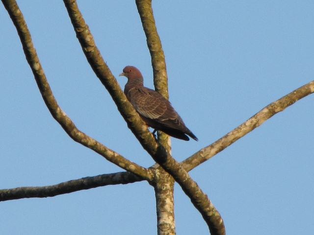 Picazuro Pigeon