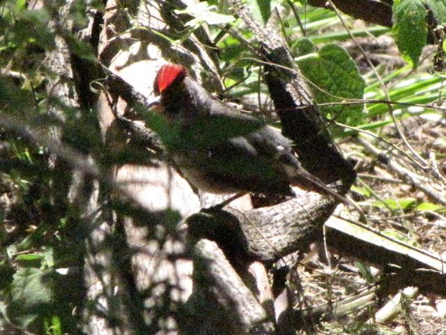 Pileated Finch