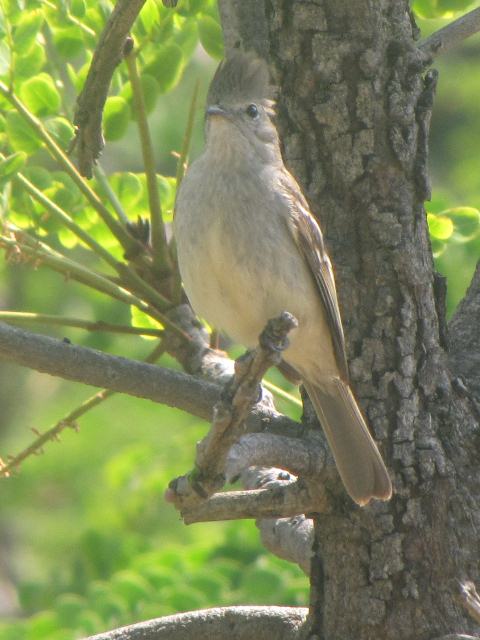 Plain-crested Elaenia